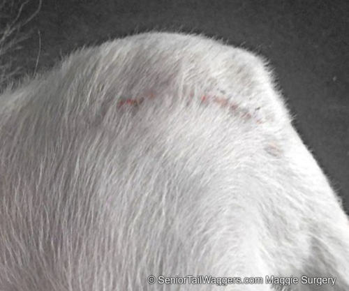 Day 25 Incision recovery in a dog after luxating patella surgery
