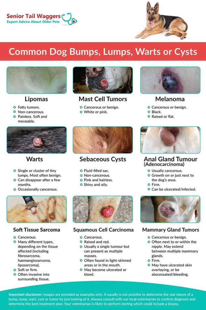 infographic showing common lumps, warts, tumors or cysts for dogs
