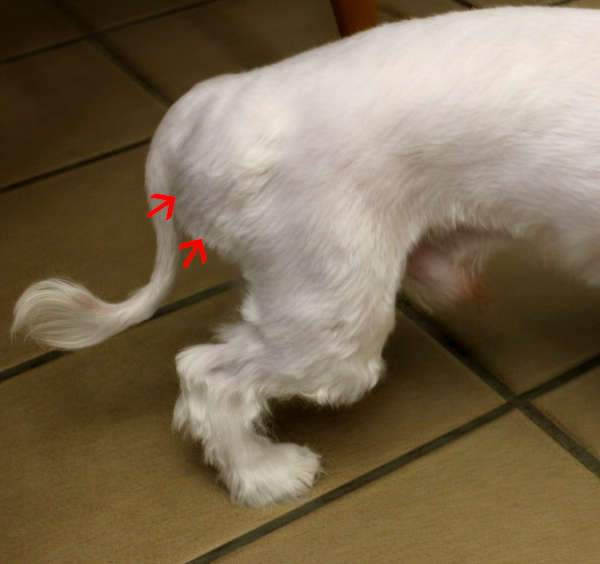 inguinal hernia on a white dog