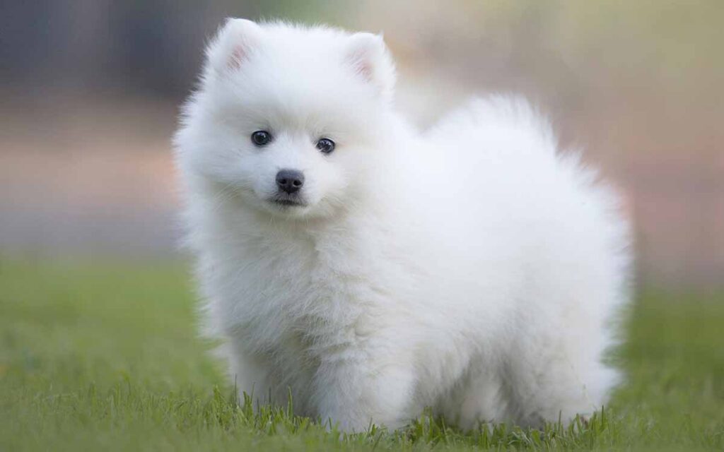 what is a white fluffy dog called