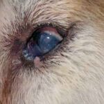 keratitis in dog