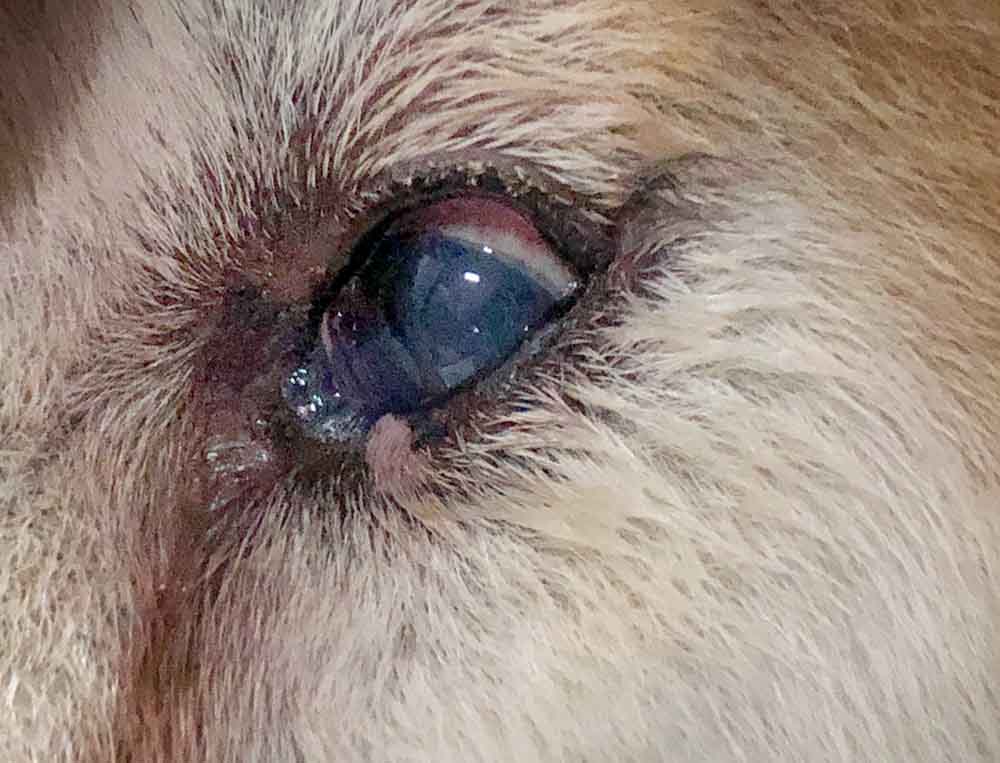 Keratitis eye infection in a dog