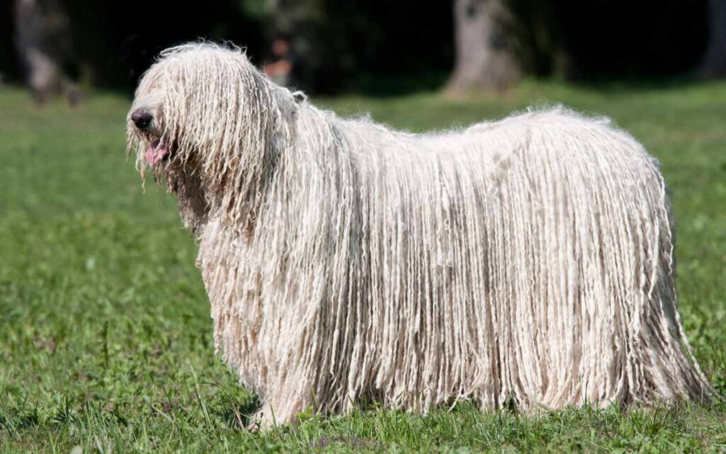 Big white clearance long hair dog