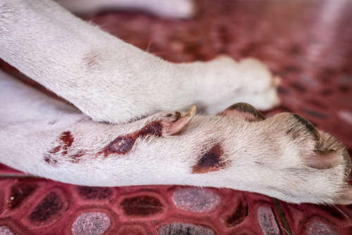 Lick Granuloma on Labrador Retriever's leg and paw