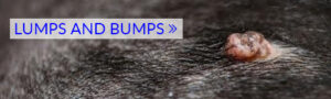 Pictures of 22 Common Dog Skin Problems [with Vet Info]