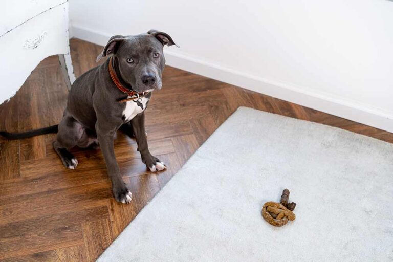 Maggots in Dog Poop: Pictures & Veterinarian Comments