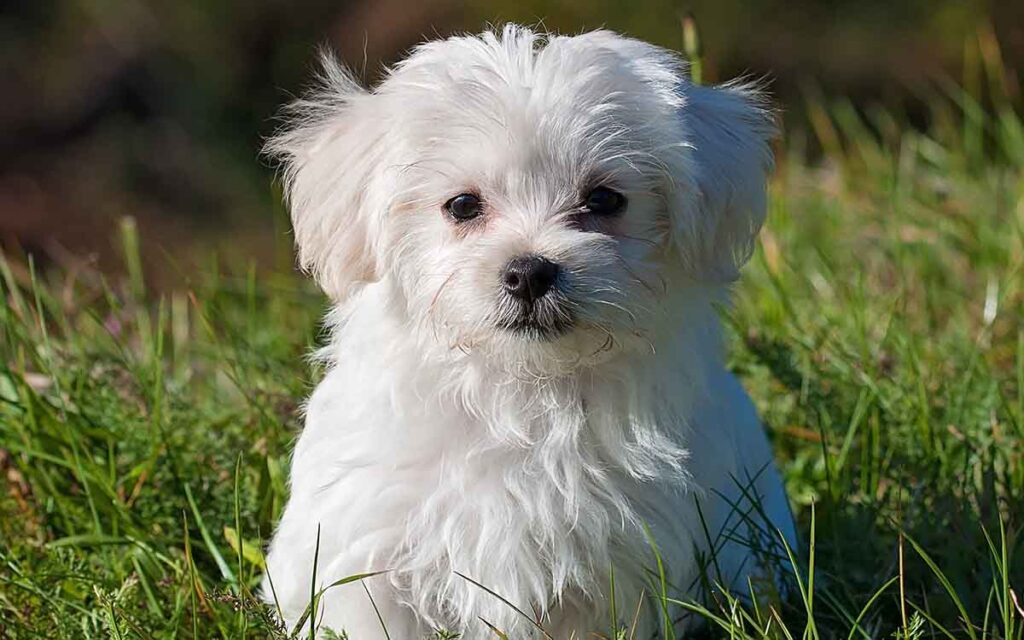 cute white maltese puppy sitting in grass