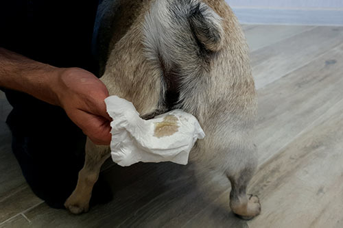 paraanal gland cleaning with a cotton pad