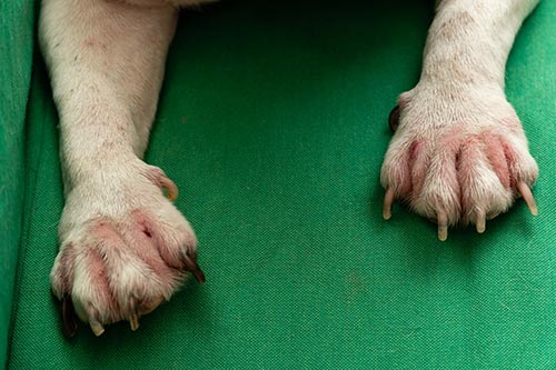 Dog paw infection between toes cheap treatment