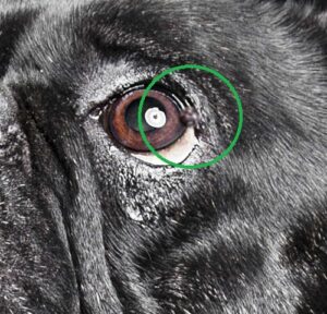 Beautiful Eye Growth On Dog Moment Collection Beautiful Eye Growth On Dog Moment Collection