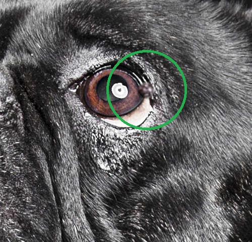 Meibomian tumor on a French Bull dog's eyelid