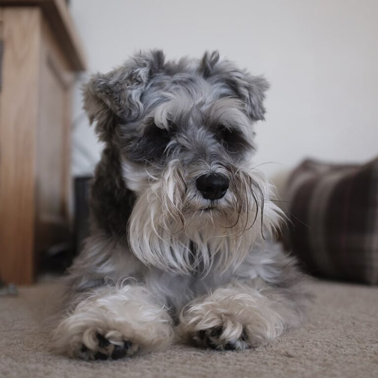 Are Miniature Schnauzer Dogs Good for Seniors?