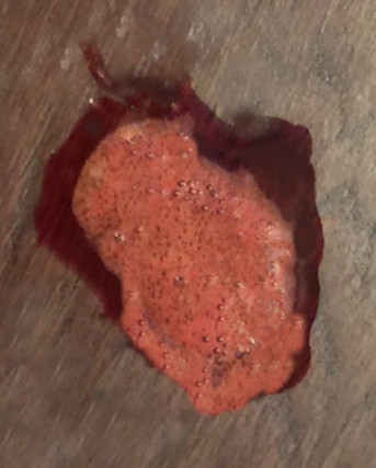 what does bloody dog vomit look like