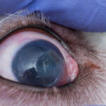 Dog  An Eye Ulcer