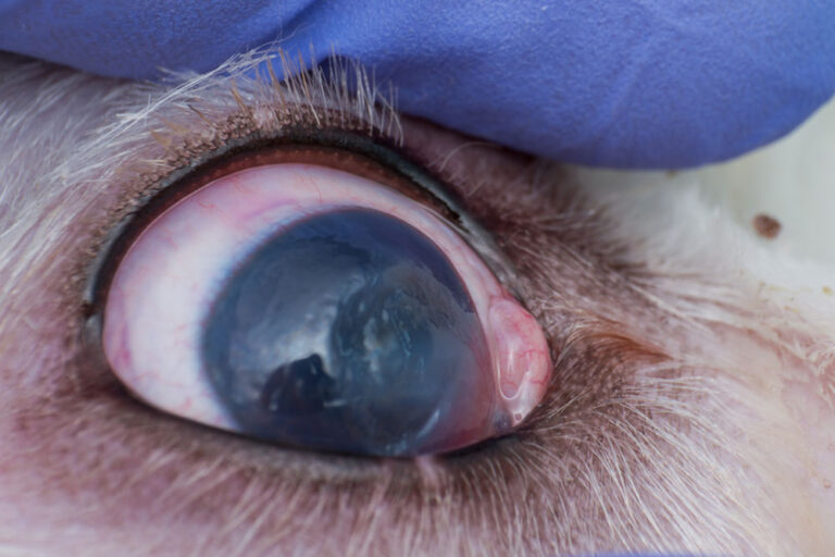 Pictures of Eye Ulcers in Dogs, with Veterinarian Comments