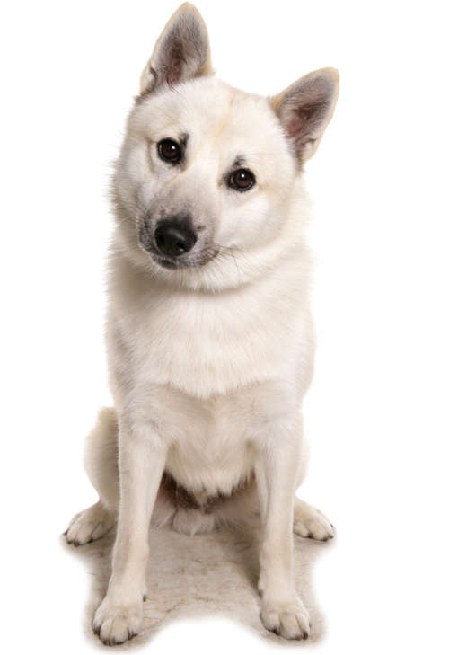 portrait of a Norwegian Buhund (26 to 35 pounds) on a white background