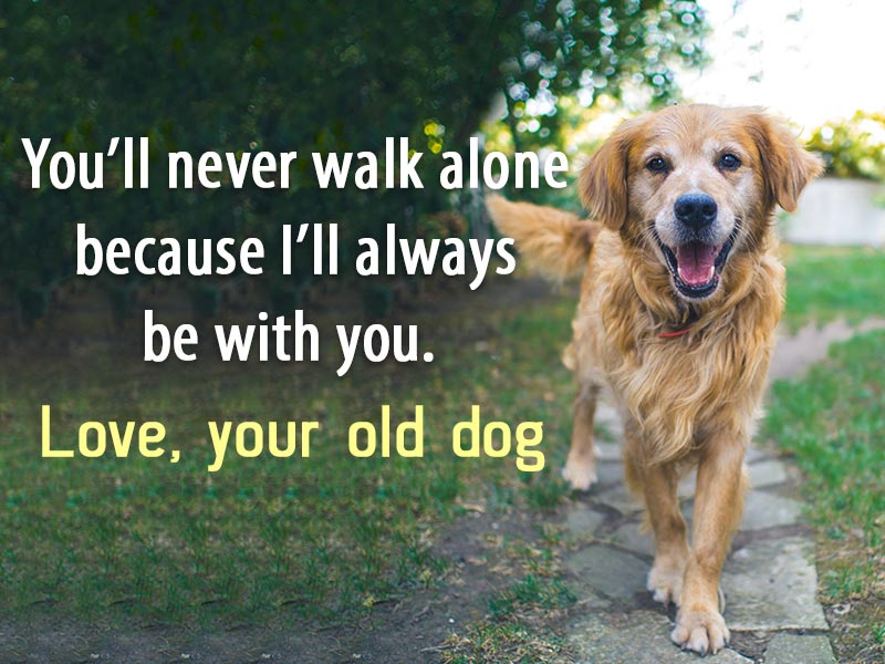Old dog quote.Old dogs are like old shoes.