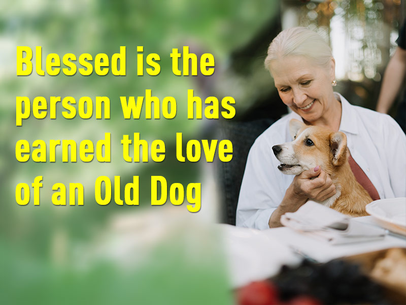 Senior dog quote. Blessed love of an old dog.
