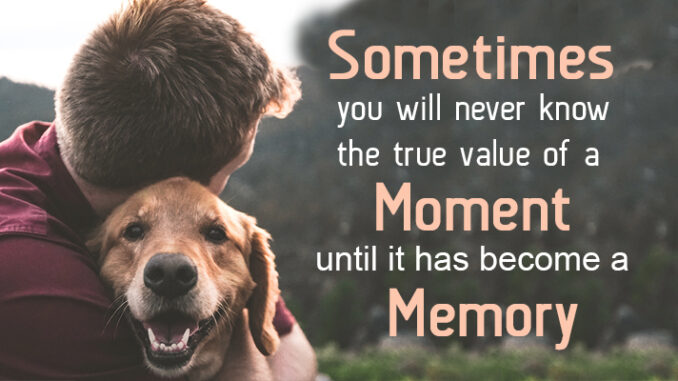 Beautiful Old Dog Quotes