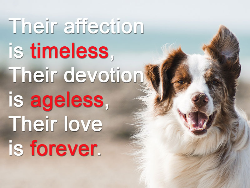 Dog quote. A dog's love is forever.