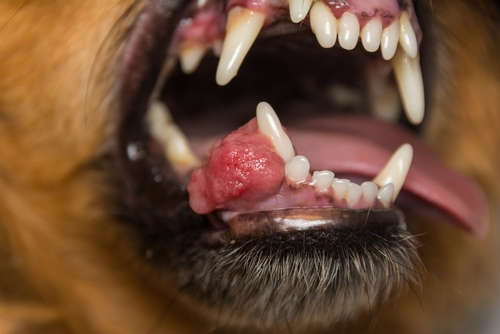 Peripheral odontogenic fibroma growth in dog's mouth and over the teeth
