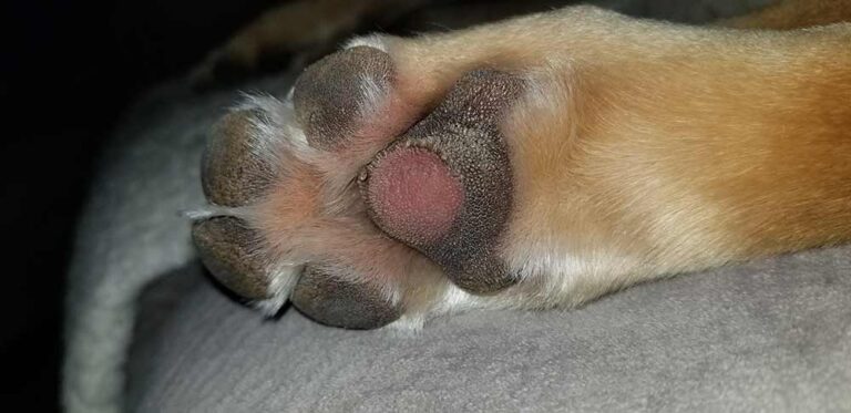 Snapshot of Paw Pad Problems Cold