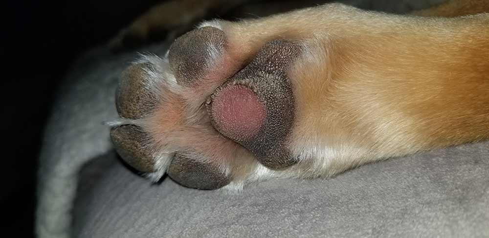 Treating dog paw outlet pad injury