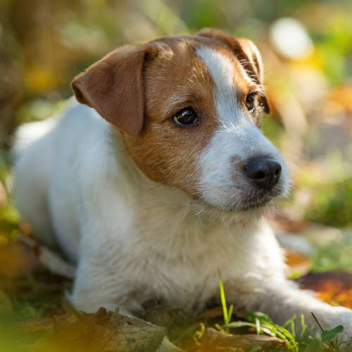 Parson Russell Terrier (13 to 17 pounds)