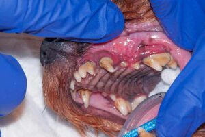 My Dog Has a Loose Tooth! Our Vet Answers Your Questions