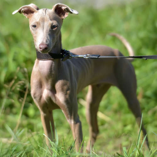 Peruvian Hairless Inca Orchid on a leash