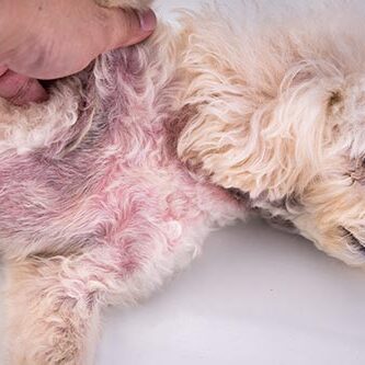 Pet dog body with red irritated skin