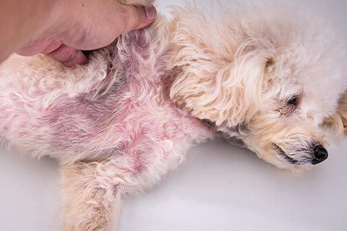 Pet dog body with red irritated skin