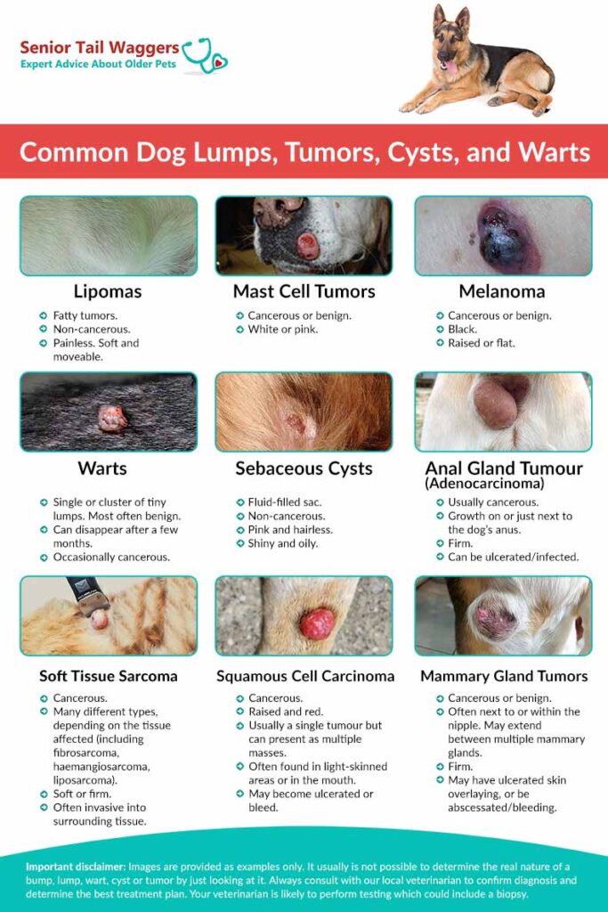 Overview graphic of common lumps, tumors, cysts and warts on dogs