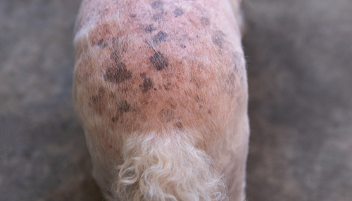 Poodle dog butt with blackspot and redness