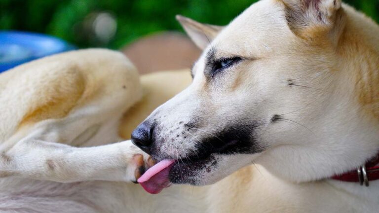 Interdigital Cysts on Dog Paws: Pictures, Home Remedies, Treatments