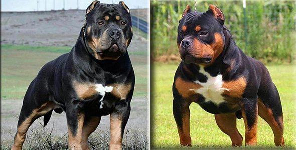 are rottweilers pitbulls