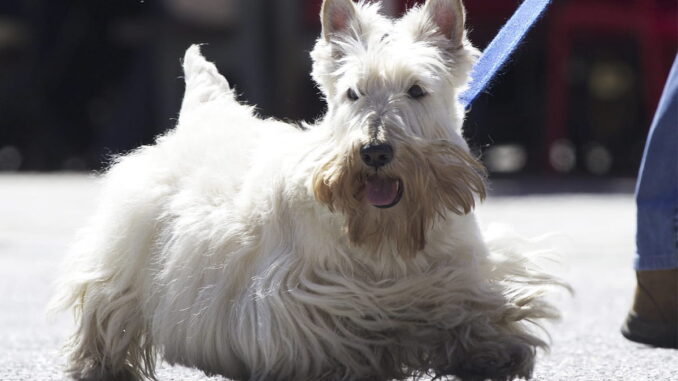 Scottish Terrier