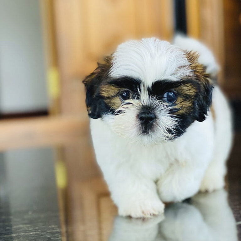 Are Shih Tzu Dogs Good for Seniors?