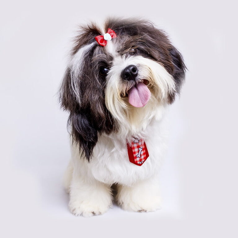 Are Shih Tzu Dogs Good for Seniors?