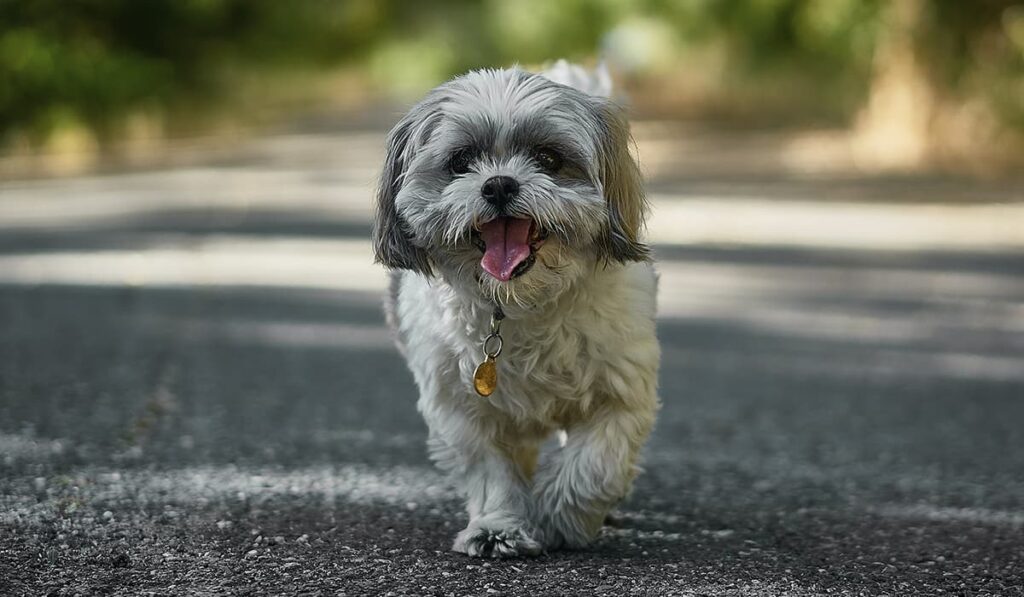Shih tzu