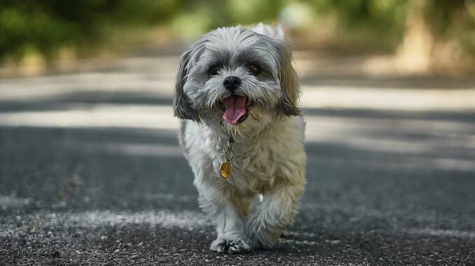 grey shih tzu puppies