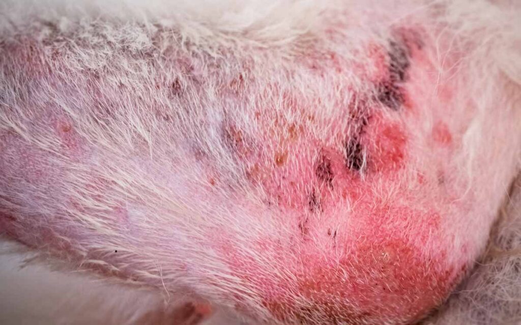 what does dermatitis look like in dogs