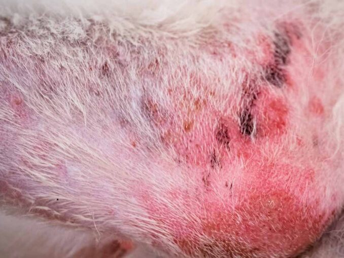 Black Spots on Dog Skin Our Veterinarian Shares What to Do Senior