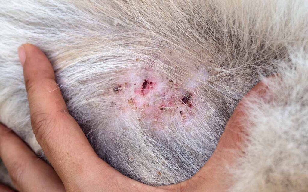 pitbull skin rash treatment