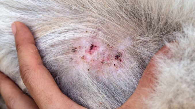 can dog rash spread to humans