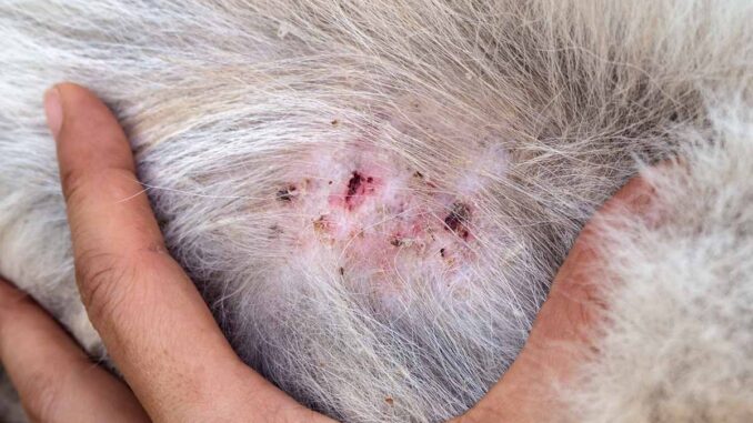 top-20-scab-on-dog-back-getting-bigger