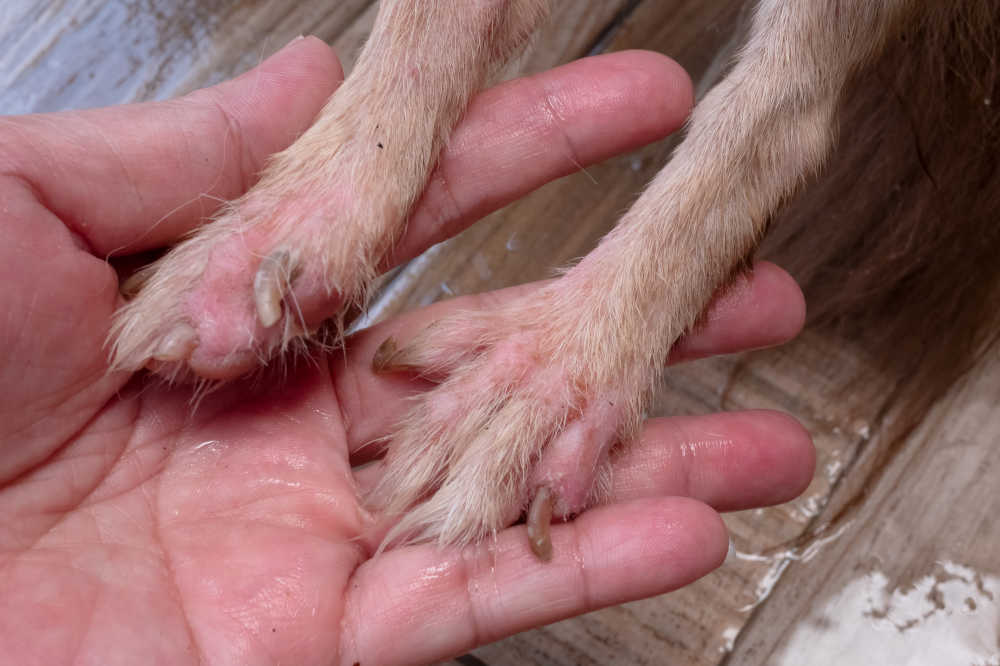 environment / Atopy Allergic dermatitis skin issue on dog