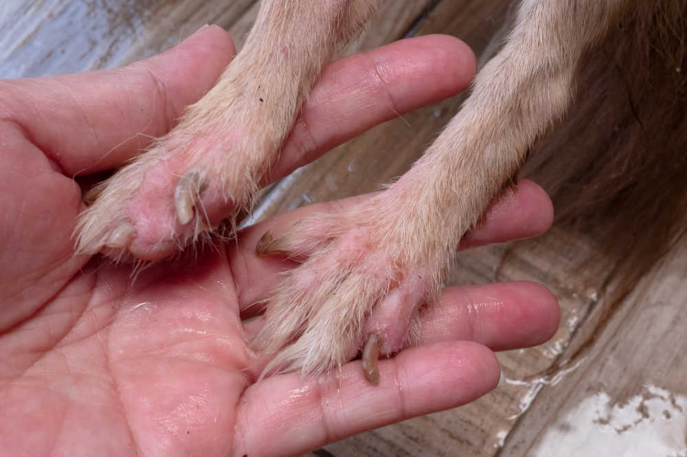 Dog Heat Rash What It Looks Like With Pics And How To Treat