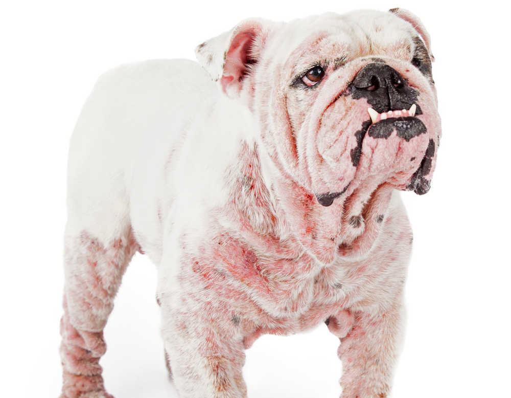 bulldog with mange