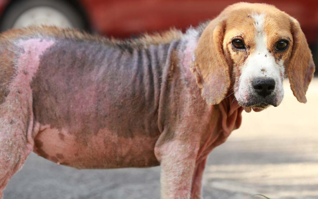 dog with red mange
